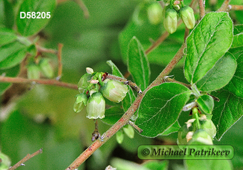 Velvet-leaved Blueberry (Vaccinium myrtilloides)